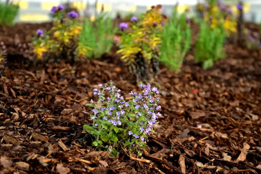 Tips For Proper Mulch Installation Around Trees And Shrubs Joliet, IL