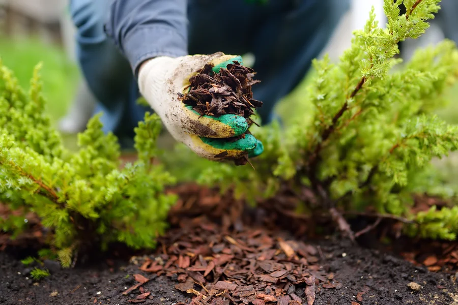 Tips For Proper Mulch Installation Around Trees And Shrubs in Joliet, IL